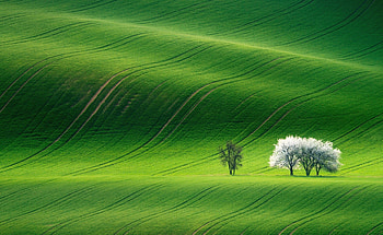 Scenic green hills, Nature's charm, Beautiful landscapes, Serene spring HD wallpaper