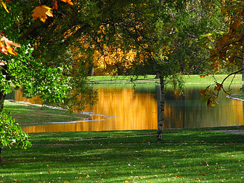 Golden glow, golden, autumn, park, yellow HD wallpaper