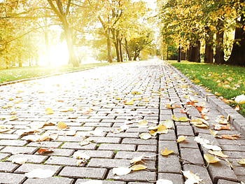 Paved road, graphy, sunlight, fall, path, grass, park, paving, leaves, lawn, pretty, green, trees, autumn, nature, road HD wallpaper