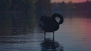 Black Swan, Ultra , Background , Bird HD wallpaper
