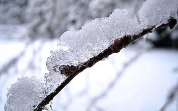 Snow, Macro, Brown, Branch HD wallpaper