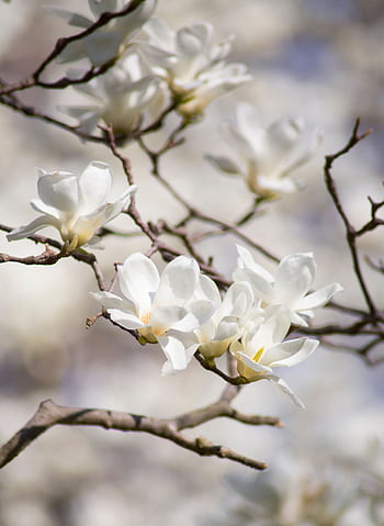 Close-up of white magnolia flowers blooming on tree branches in spring sunlight. HD phone wallpaper