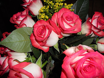 Angelika's roses, rose, angelika, love, red HD wallpaper