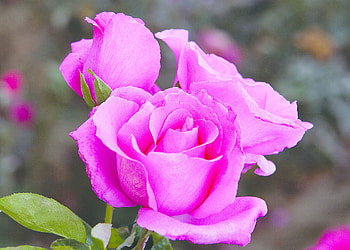 ROSES, PETALS, LEAVES, COLORS, STEMS HD wallpaper