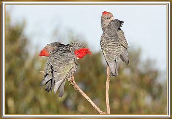 GANG GANGS, BIRDS, ANIMALS, NATURE HD wallpaper