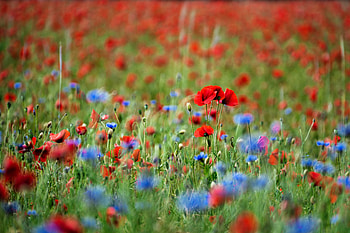 Nature : Vibrant Poppy Meadow in Full Bloom, nature, poppy HD wallpaper