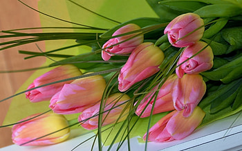 Tulips, Flowers, Bouquet, Pink HD wallpaper