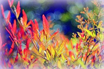 ✫Love Leaves in Autumn✫, colorful, plants, graphy, colors, forests, creative pre-made, love four seasons, leaves, love, trees, softness beauty, autumn, nature, lovely, fall season HD wallpaper