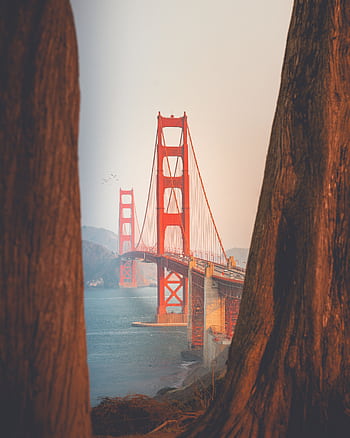 Golden Gate Bridge uniquely framed by trees at sunset, San Francisco. HD phone wallpaper