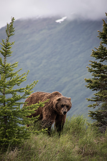Animals, Trees, Grass, Bears, Predator, Brown Bear HD phone wallpaper