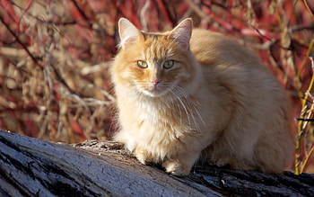 Animals, Sit, Cat, Fluffy, To Lie Down, Lie, Fat, Thick HD wallpaper