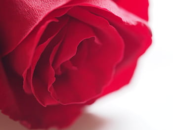 Macro shot of a vibrant red rose with delicate, soft petals, perfect for romantic themes. HD wallpaper