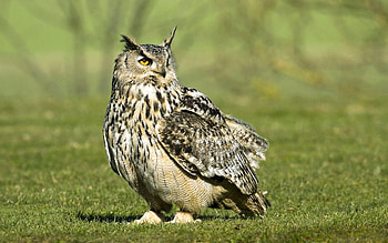 Animals, Grass, Owl, Bird, Predator HD wallpaper
