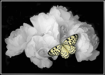 On white, white roses, black background, butterfly, yellow and black, rice paer HD wallpaper