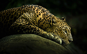 Leopard, 19 leopard, PSD, Vector EPS HD wallpaper