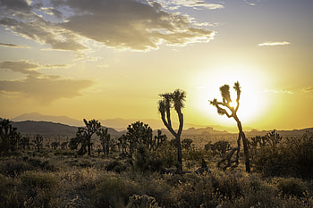 Plants, Nature, Grass, Sun, Savanna, Rays, Beams HD wallpaper