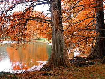Peisaj de toamna 2, lac, o perdea portocalie de frunze uscate HD wallpaper