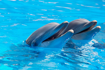 Dolphin, Animal HD wallpaper