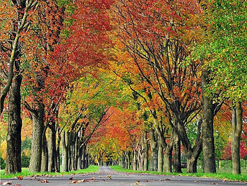Going Down the Road, trees, autumn, colors, road HD wallpaper