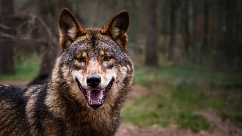 Animals, Forest, Predator, Grey, Wolf HD wallpaper