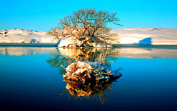 Tree in REFLECTION, winter, reflection, sky, water, lake, tree HD wallpaper
