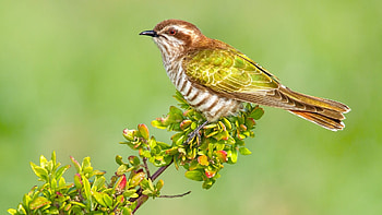 Graphic cuckoo , Artistic avian, Nature-inspired, Aesthetic delight HD wallpaper
