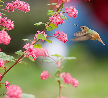 Hummingbird Approaching, hummingbird, flowers, birds, animals HD wallpaper