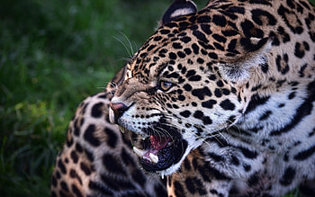 Animals, Jaguar, Grin, Predator, Wild Cat, Wildcat, Beast HD wallpaper