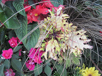 Flowers in Hanging Basket 15, pink, graphy, yellow, green, Flowers HD wallpaper