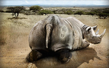 Funny, Animals, Savanna HD wallpaper