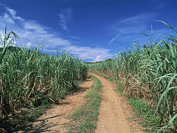 Nature, Grass, Road, Field HD wallpaper