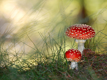 Mushroom , Mushroom backgrounds, Fungi's allure, Captivating nature HD wallpaper
