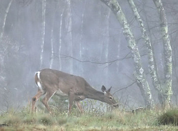 misty morning doe, doe, morning, misty, forest HD wallpaper