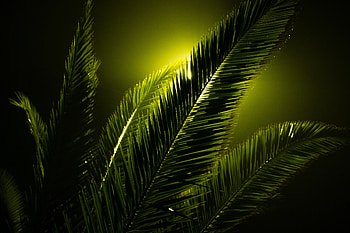 Plant, Dark, Glare, Sheet, Leaf, Stem, Stalk, Ray HD wallpaper