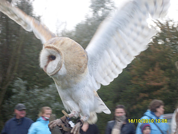 uil2, bird, potter uil, oeroe, uil HD wallpaper