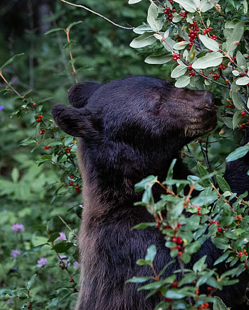 Animals, Plant, Bear, Predator, Berry HD phone wallpaper