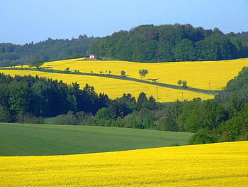 Beautiful , trees, grass, sky, yellow HD wallpaper