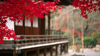 Nature, Autumn, Leaves, Courtyard, Foreground HD wallpaper