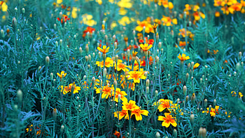 Yellow and red marigold field, Vibrant garden, Colorful blooms, Nature's palette HD wallpaper