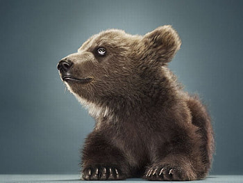 Little Bear, cute, bear, , little HD wallpaper