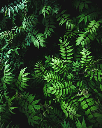 Green leaf , Fern , Plant , Nature's beauty HD phone wallpaper