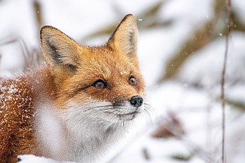 Snow-Kissed Red Fox — Ultra, red fox, Animal, fox HD wallpaper