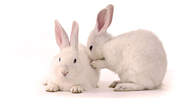 Animals, Rabbits HD wallpaper