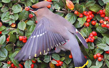 Animals, Leaves, Berries, Bush, Bird, Plumage, Feed, Waxwing HD wallpaper