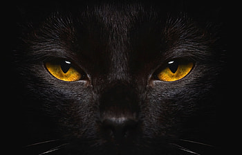 :D, cat, pisici, orange, halloween, black, eyes HD wallpaper