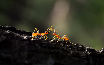 Ant Macro, ant, macro, graphy HD wallpaper