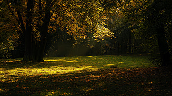 Autumn Serenity: A Ultra of Fall's Beauty, fall weather, Autumn, forest, sunlight, tree HD wallpaper