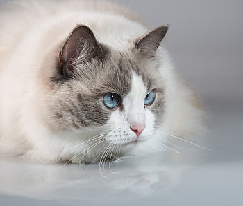 Cute Cat, cute, cat, pet, animals HD wallpaper