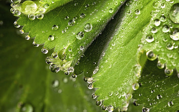 Leaves, Drops, Macro, Wet, Dew, Spring, Humid HD wallpaper