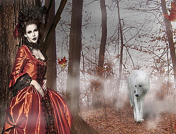 The animal Lover, autumn, white, wolf, forest HD wallpaper